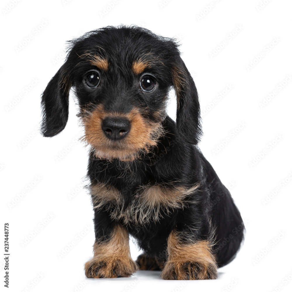 Super cute Mini Dachshund wirehaired sitting down, looking with big droopy eyes to camera. Isolated on white background.
