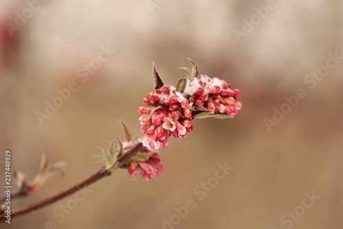 branch with beautiful pink flowers of viburnum with some snow on top and a brown soft background