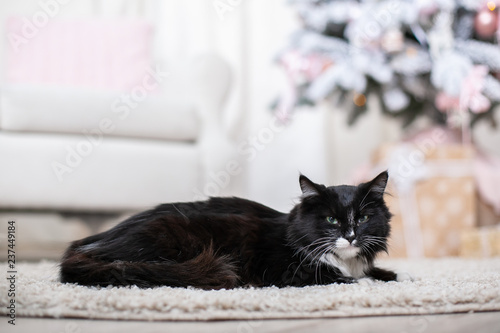 Fototapeta Naklejka Na Ścianę i Meble -  serious black cat with white spots and green eyes