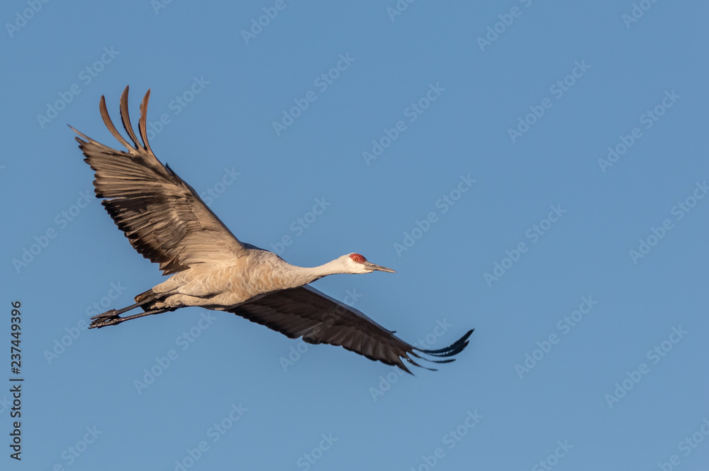 Fototapeta premium Sandhill crane in flight with blue sky background at Bosque del Apache National Wildlife Refuge, San Antonio, New Mexico