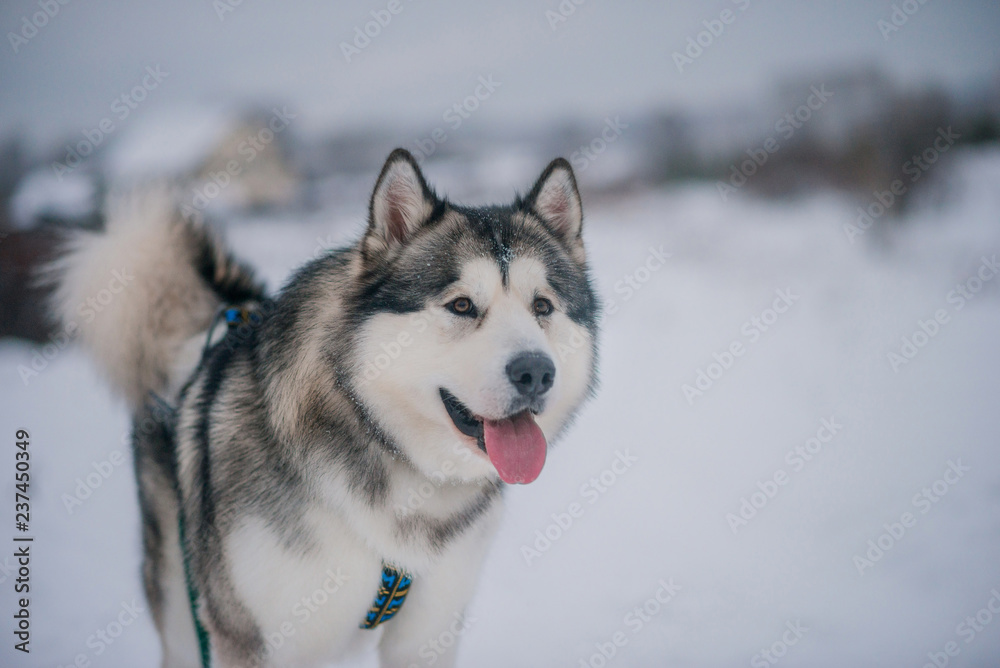 Dog Alaskan Malamute in the winter snowy forest Dog Alaskan Malamute in the winter snowy forest