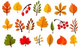 Autumn colorful leaves set isolated on white background. Cartoon leaf collection in flat style. Vector illustration