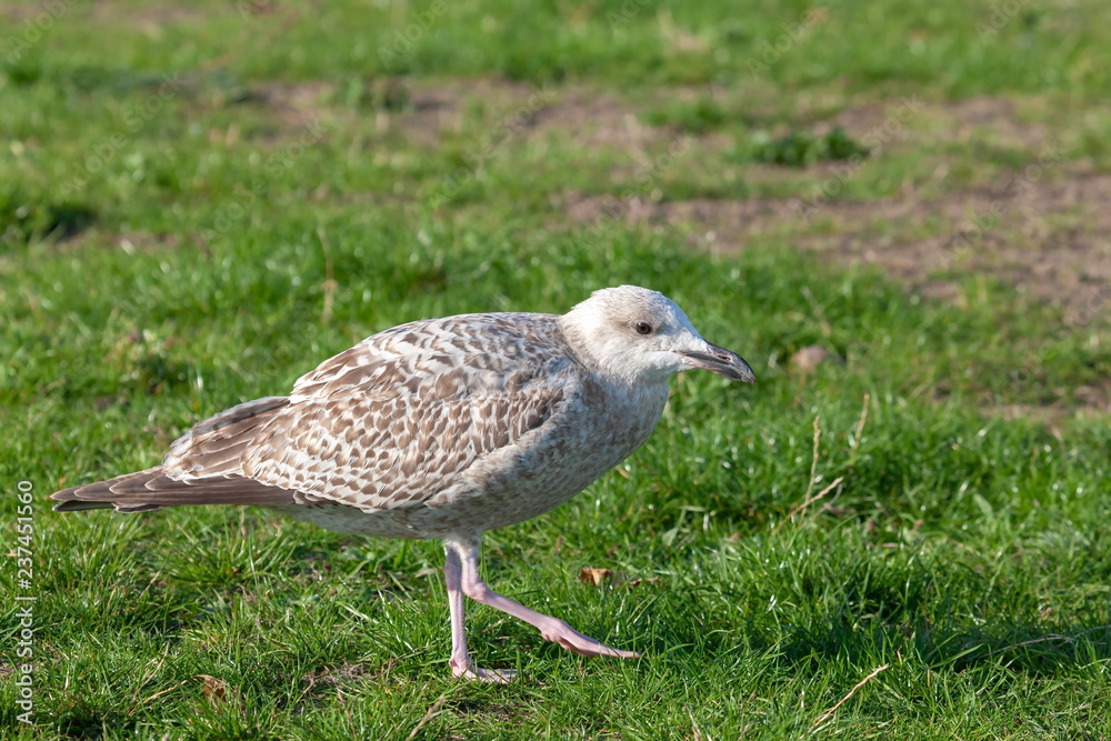 Silbermöwe Silbermöwe