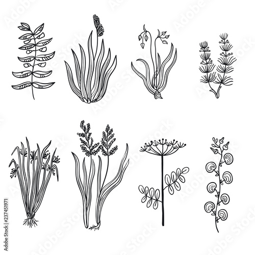 Vector illustration of marsh plants
