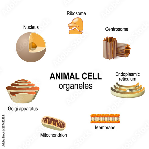 organelles of animal cells photo