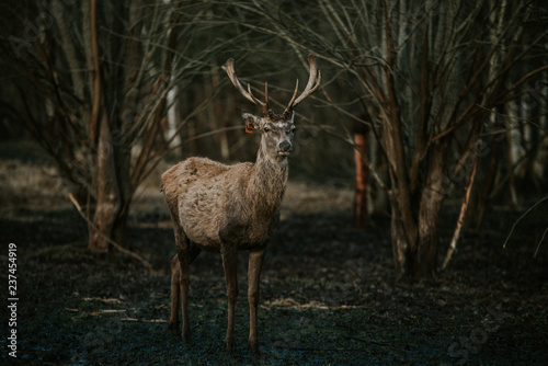 Deer in the forest © Rihards