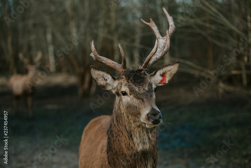 Deer in the forest © Rihards