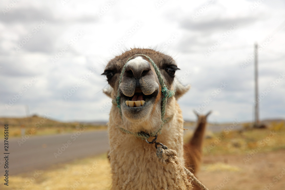 Obraz premium Lama (Lama glama) in Peru. Südamerika