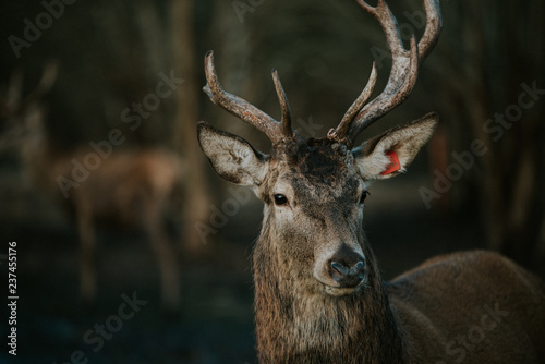 Deer in the forest © Rihards