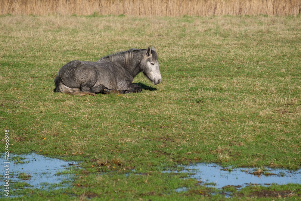 Fototapeta premium Horse laying on the grass at Southease in East Sussex