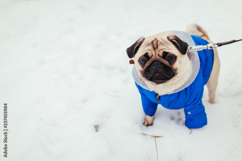 Pug dog in clothes walking on snow in park. Puppy wearing winter coat