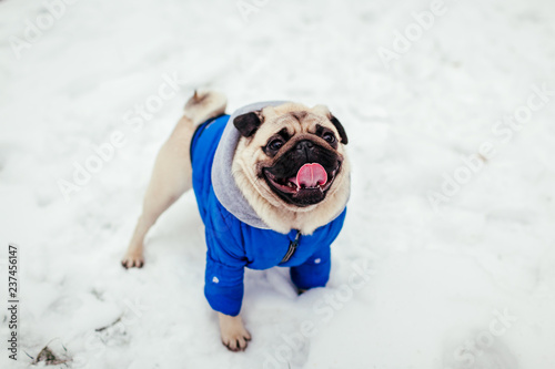 Pug dog walking on snow in park. Puppy wearing winter coat