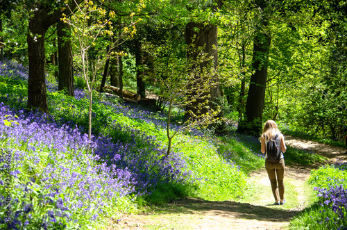 A woman walking by bluebell flowers in the woods in spring, Kent, England