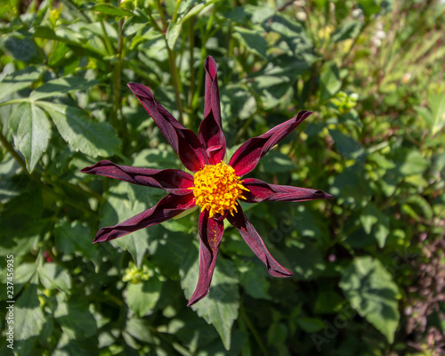Flower with purple petals and yellow center