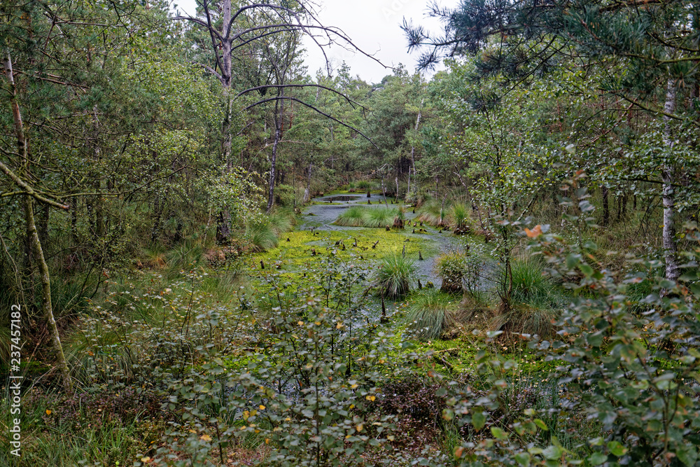 Obraz premium Lüneburger Heide