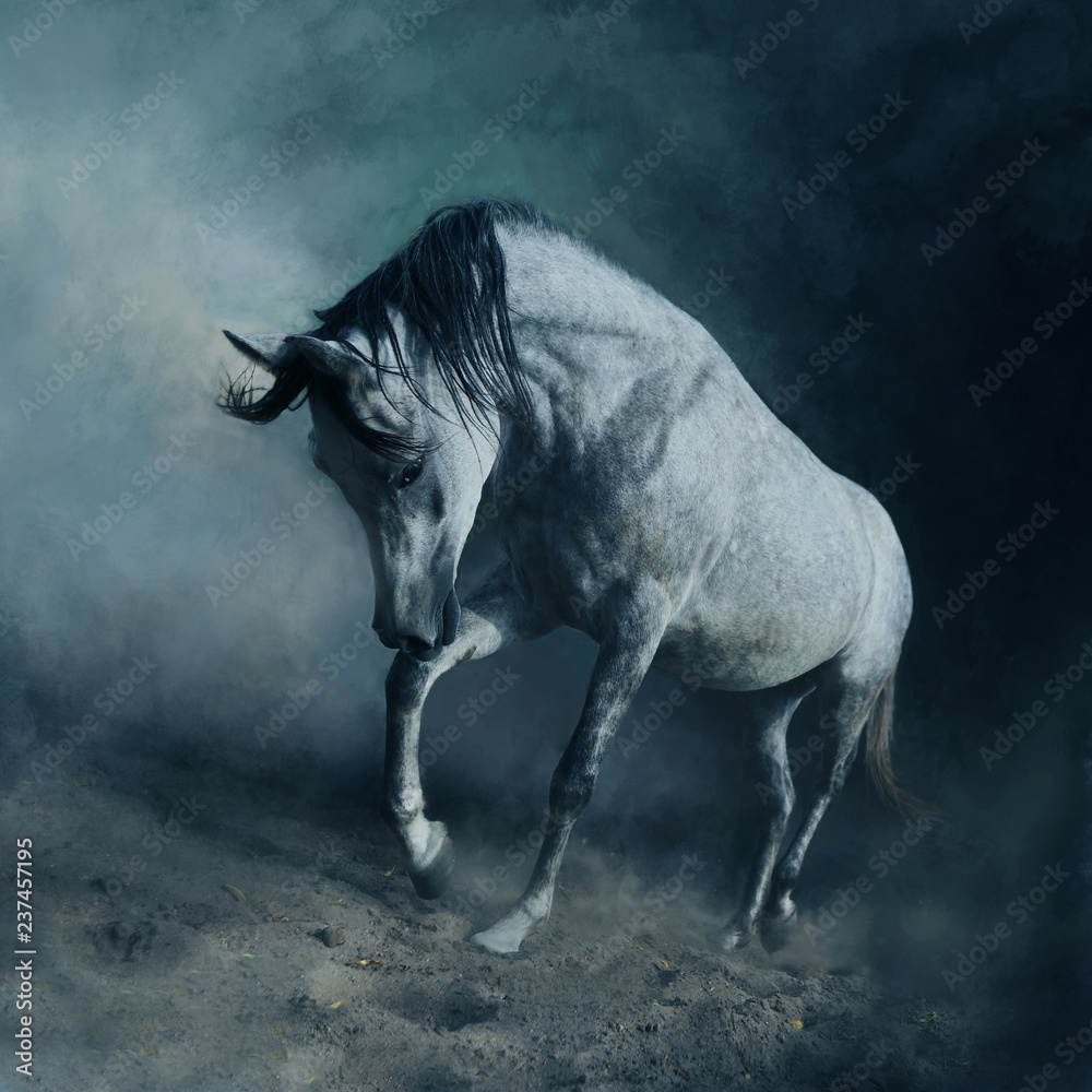 Arabian horse in dynamics, koń Arabski Stock Photo Adobe Stock