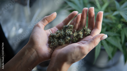 marijuana buds in women's hands close-up. Candian Marijuana news photo