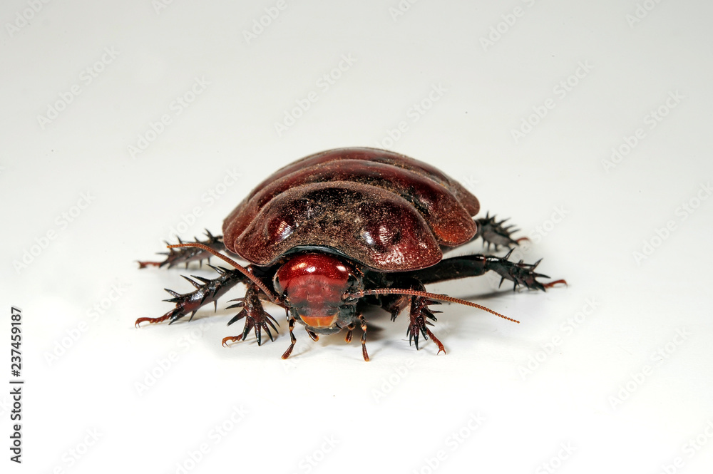 RhinoSchabe (Macropanesthia rhinoceros) giant burrowing cockroach