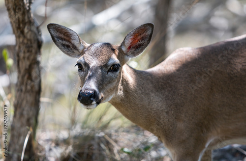 Florida Key Deer