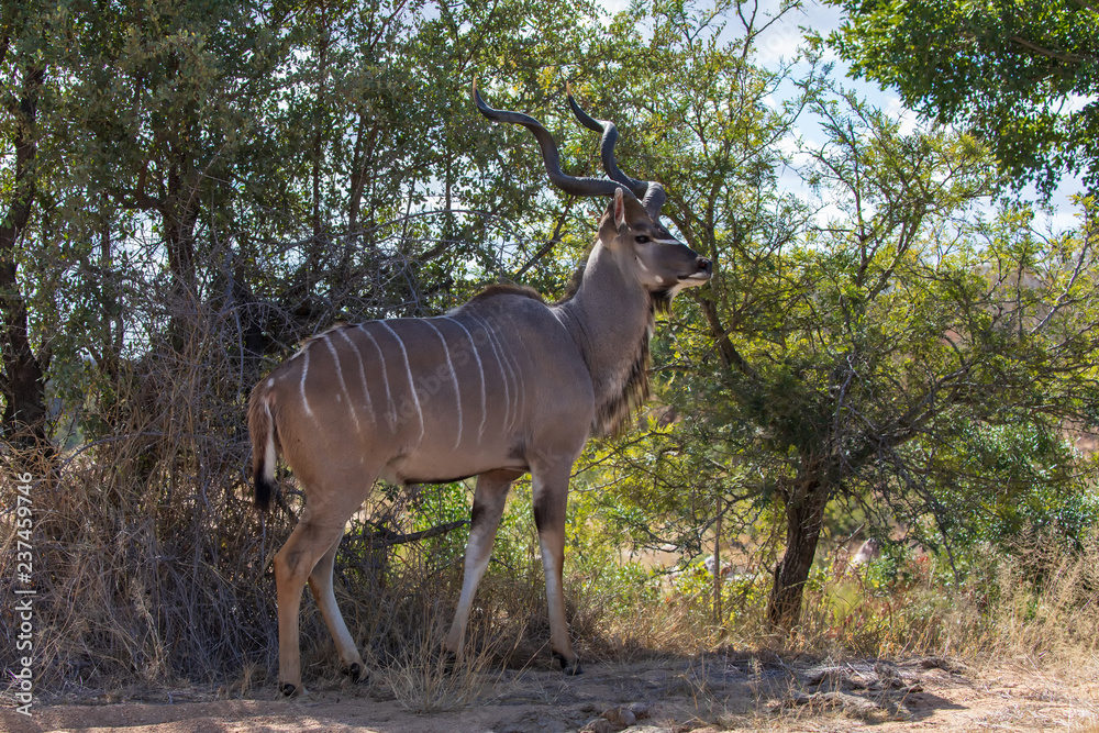 Kudu 18 Kudu 18