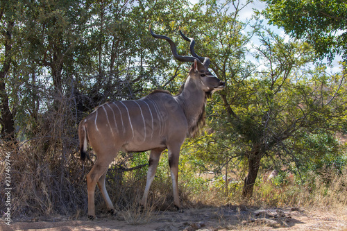 Kudu 18