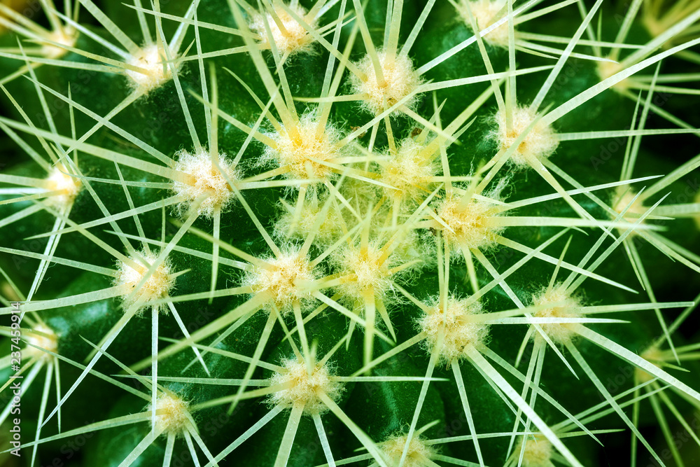 cactus texture background closeup image cactus texture background closeup image
