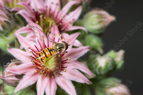 A female marmalade hoverfly sitting on a houseleek flower © Stefan