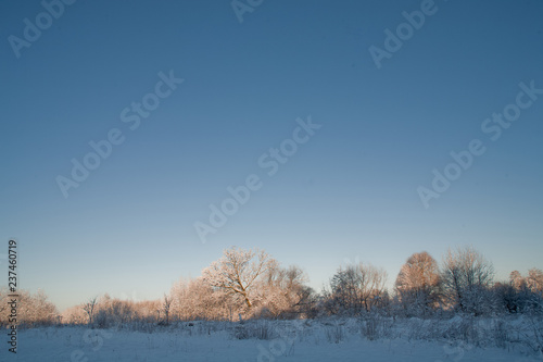  winter landscape with white beautiful snow trees and a blue cloudless sky photo