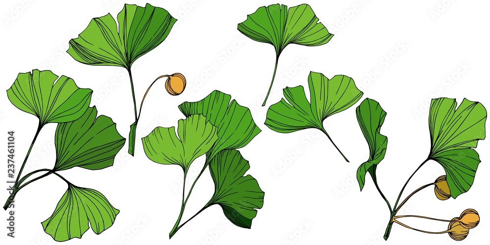 Vector Isolated ginkgo illustration element. Green leaf. Plant botanical garden floral foliage. Green engraved ink art. Vector Isolated ginkgo illustration element. Green leaf. Plant botanical garden floral foliage. Green engraved ink art.