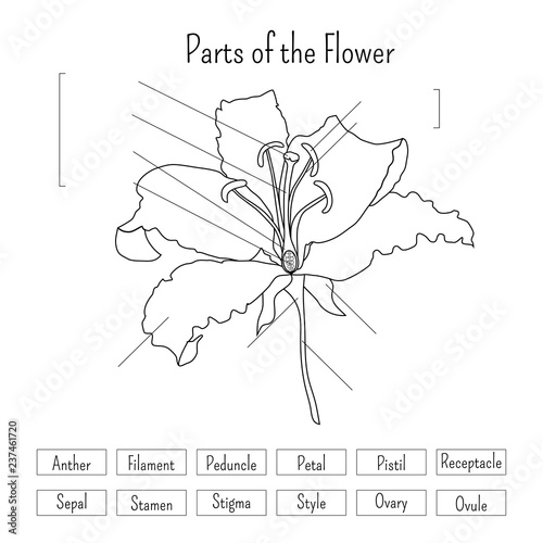 Parts of the flower worksheet in black and white. Lily flower anatomy.