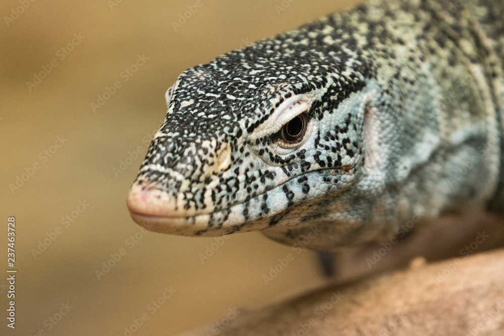 Varan lying on the trunk. Varan lying on the trunk.