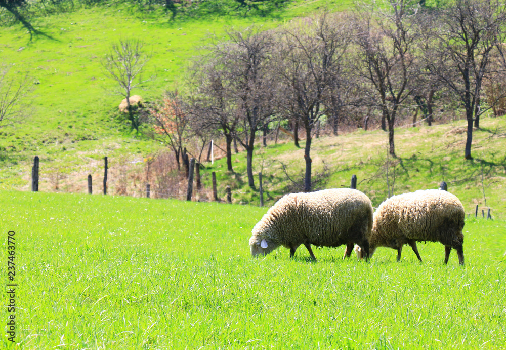 sheep flock to the mountain