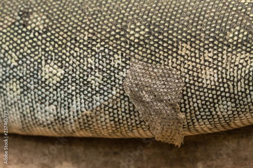 Photography Varan's pallid skin.