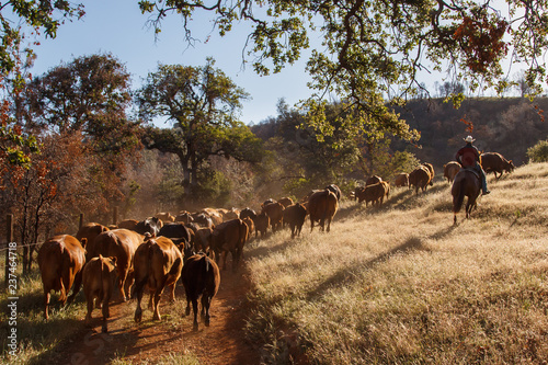 Cowboy riding horse by cattle drive