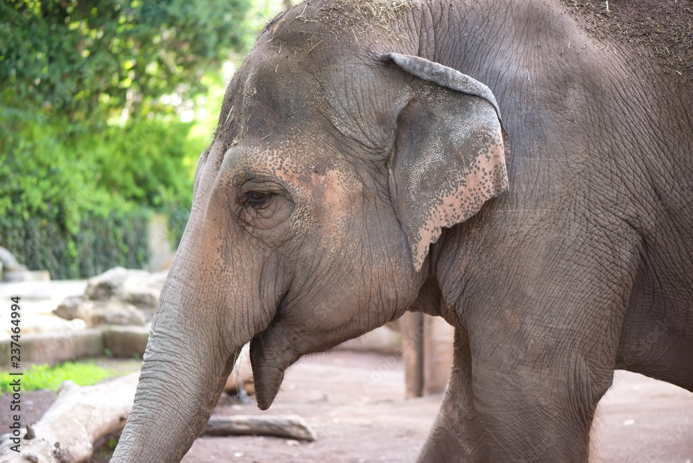 Close up side profile portrait of an elephant