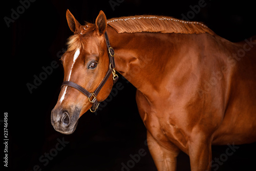 Side view of sorrel horse photo
