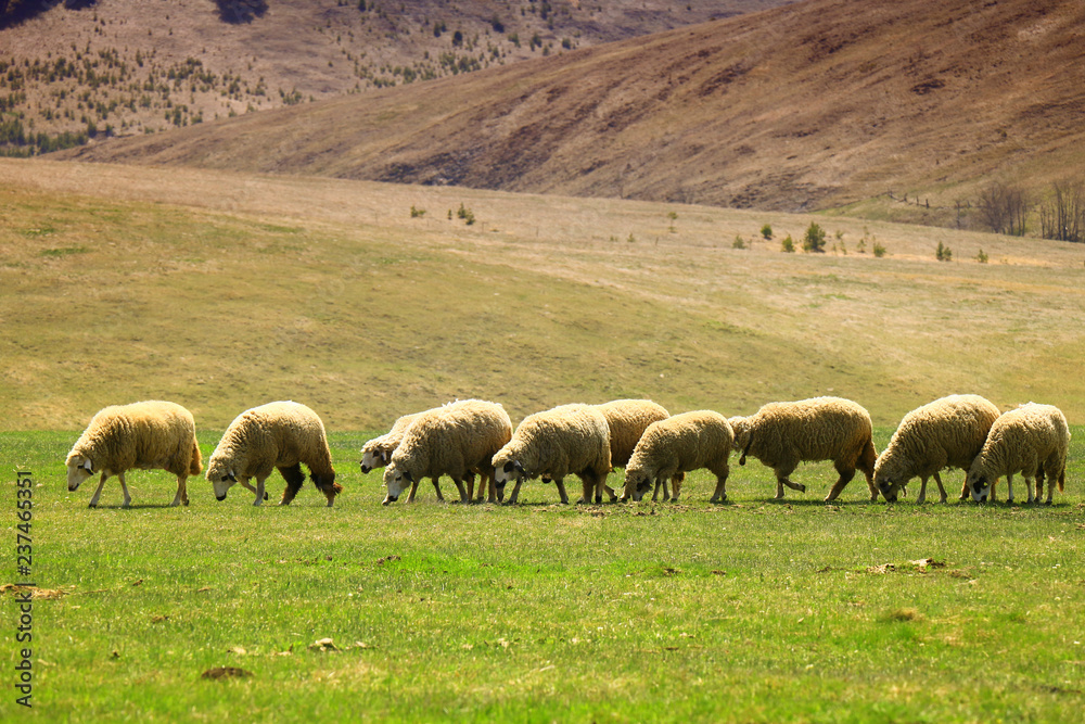 sheep flock to the mountain