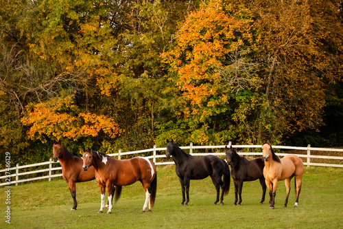 Horses in Autumn Fiels