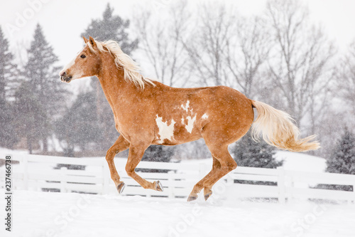 Horse running in ranch during winter