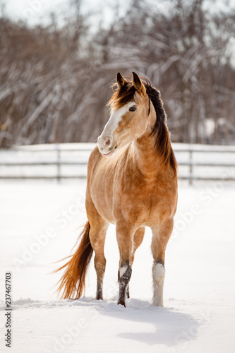 Buckskin Horse in Snow