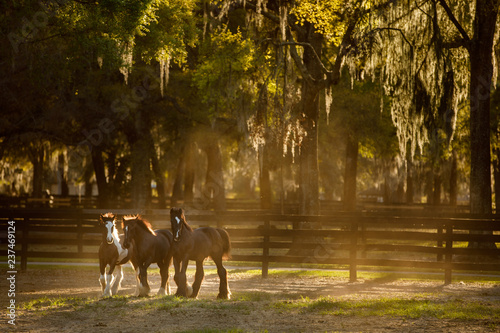 Gypsy Vanner Yearlings