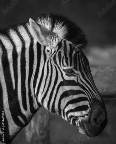 Profile of a Zebra