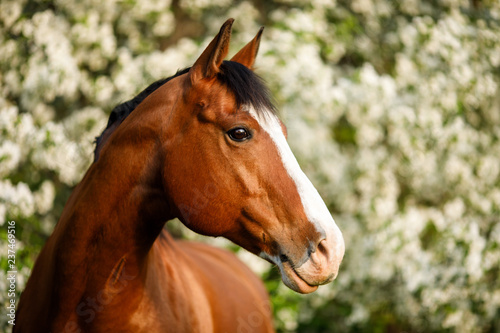 Bay Horse at Springtime