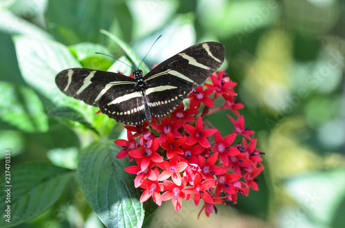 A Zebra Longwing butterfly (Heliconius charitonius) gathering nectar on a plant in Florida, USA photo