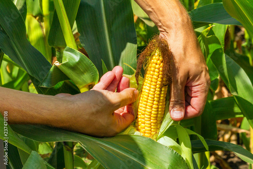 Corn cob in farmer hands while working on agricultural field, closeup photo