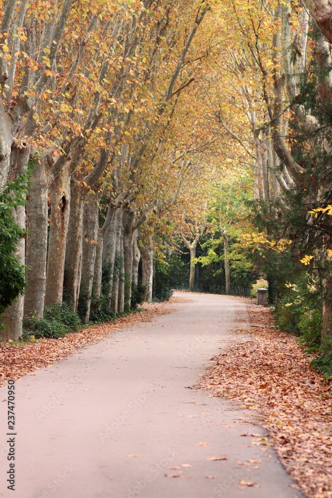 Naklejka premium CAMINO EN EL PARQUE CON ÁRBOLES DE HOJAS AMARILLAS