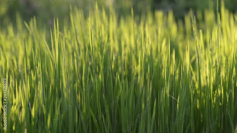 Attractive green thick grass field are moving with wind in sunset sun rays. There many sun light on video. Attractive green thick grass field are moving with wind in sunset sun rays. There many sun light on video.