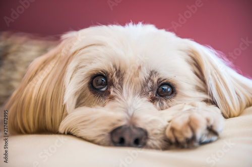 Sad Maltese Terrier dog lying on white fabric