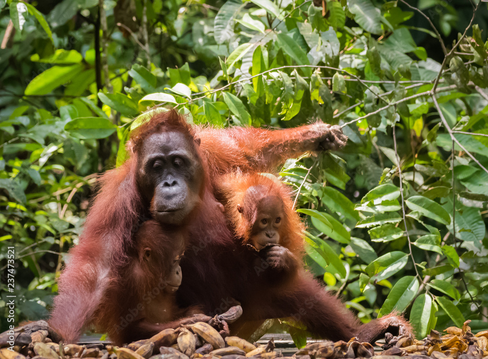 Fototapeta premium orangutan
