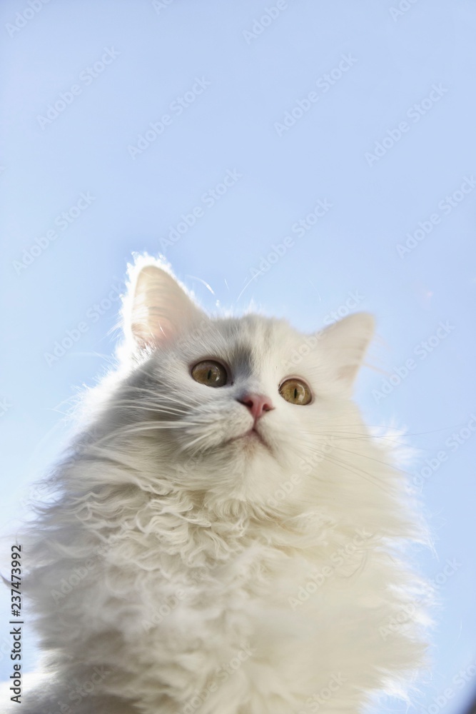 Weißes flauschiges Kätzchen Portrait mit Himmel von unten fotografiert Weißes flauschiges Kätzchen Portrait mit Himmel von unten fotografiert
